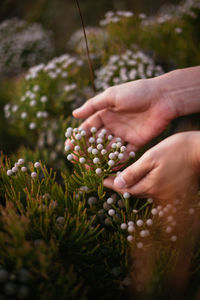 Cropped hands touching flowers