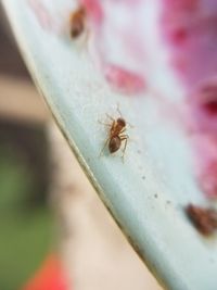 High angle view of ant on leaf