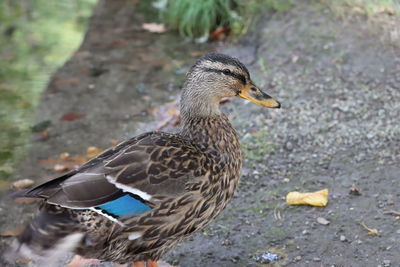 Close-up side view of a duck