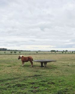 Horses grazing on field against sky
