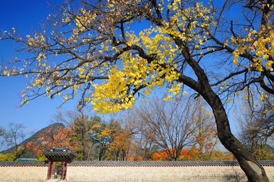 Trees by surrounding wall against sky