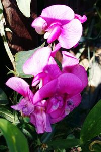 Close-up of pink flowers blooming outdoors