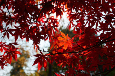 Close-up of red maple leaves on tree