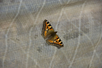 The small tortoiseshell is a colourful eurasian butterfly in the family nymphalidae. 