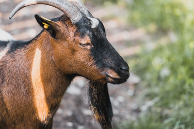 Close-up of a goat looking away