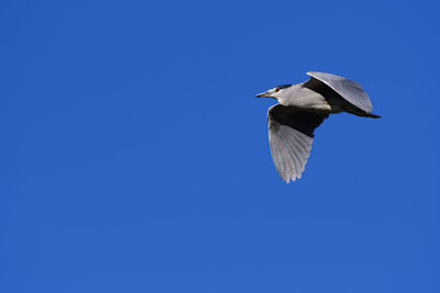 Low angle view of black-crowned night heron flying against clear blue sky
