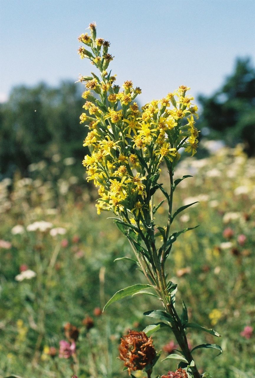 CLOSE-UP OF YELLOW FLOWERING PLANTS ON LAND