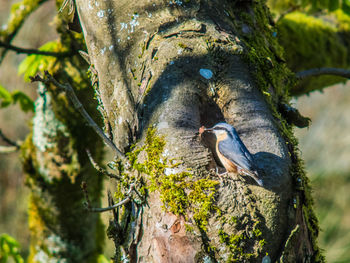 Close-up of bird perching on tree trunk