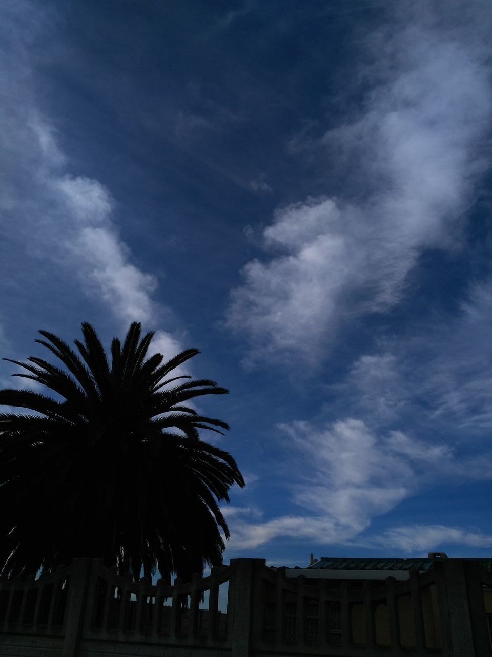 LOW ANGLE VIEW OF SILHOUETTE PALM TREE AGAINST SKY