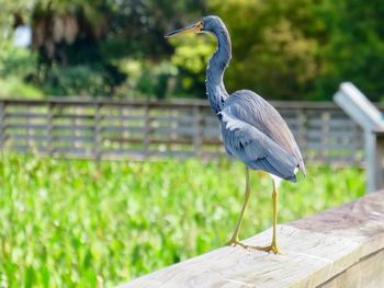 High angle view of a tricolor heron perching on wood