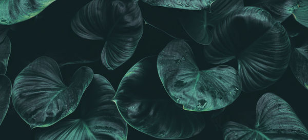 Tropical leaves, dark nature background