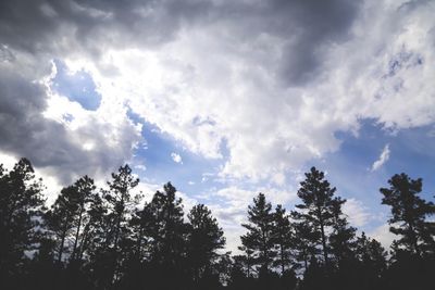 Low angle view of trees against sky