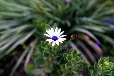 Blooming white flower