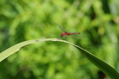 Close-up of damselfly on leaf