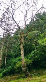 Low angle view of trees in forest