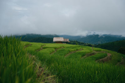 Scenic view of agricultural field against sky