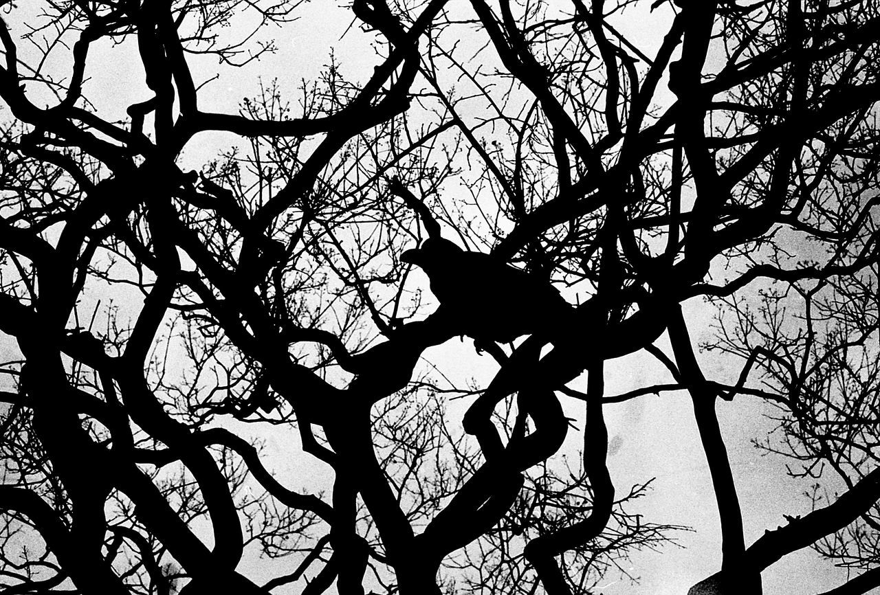 branch, tree, bare tree, silhouette, low angle view, animal themes, nature, sky, wildlife, animals in the wild, tree trunk, tranquility, one animal, outdoors, beauty in nature, bird, no people, clear sky, perching, day