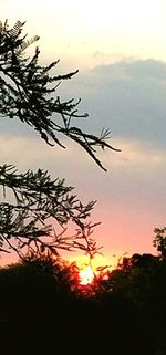 Silhouette of trees against sky at sunset