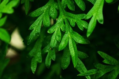 Close-up of fresh green leaves in plant