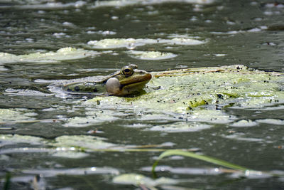 Duck swimming in lake