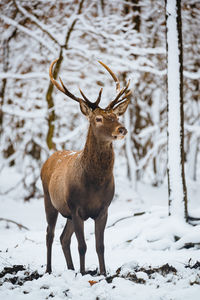 Deer standing on snow covered land