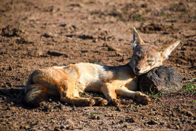 Lion lying on ground