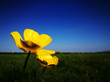 Close-up of yellow flower blooming on field against clear blue sky