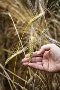 Close-up of hand holding wheat growing on field