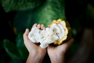 Hands holding cocoa fruit