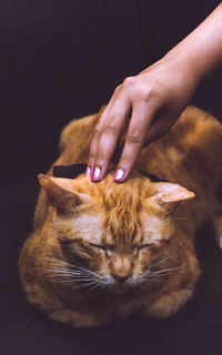 Midsection of person with cat
