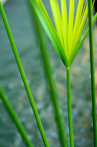 Cyperus umbrella plant and the reflection of light on water surface
