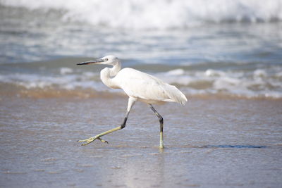 Close-up of egret on shore