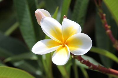 Close-up of white flower