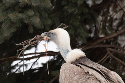 Low angle view of a bird on branch