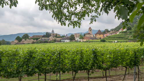 Scenic view of vineyard against sky