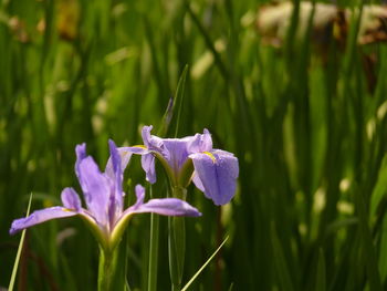 Close-up of purple iris flower