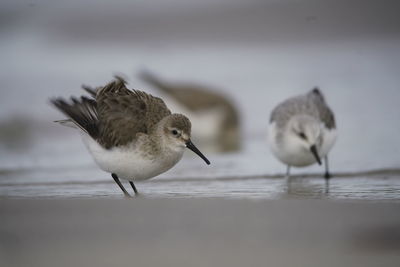 Seagulls on beach