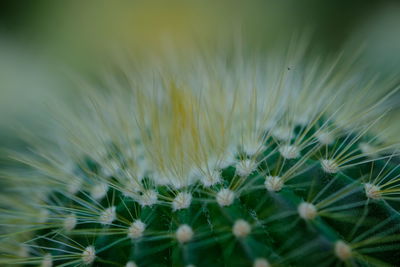 Close-up of dandelion growing in field