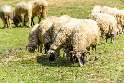 Sheep grazing in a field