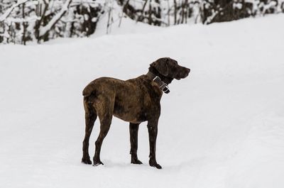 Dog standing on snow covered land