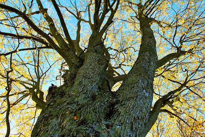 Low angle view of bare trees against sky