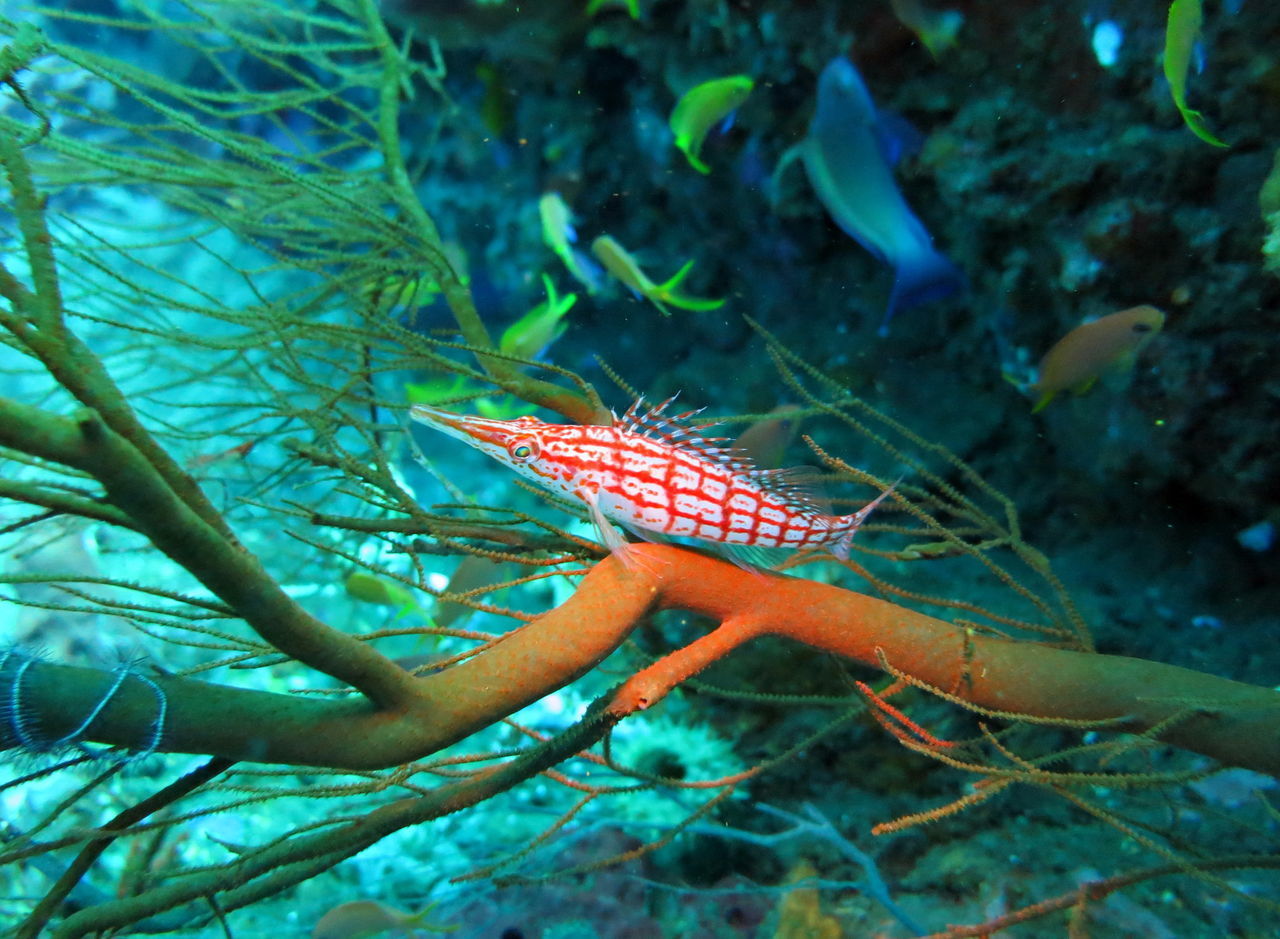 CLOSE-UP OF FISH SWIMMING UNDERWATER