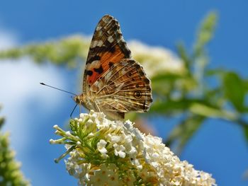 Low angle view of butterfly on white flowers