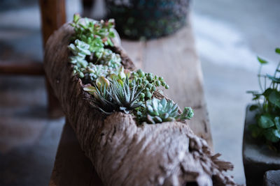 Close-up of potted plant