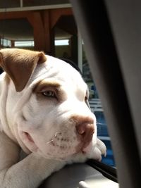 Close-up of dog in car