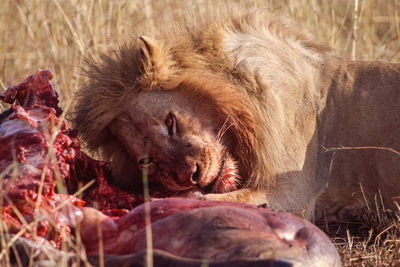 Male lion in masai mara eating prey and looking into the camera