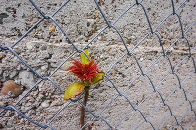 Close-up of flowering plants by chainlink fence