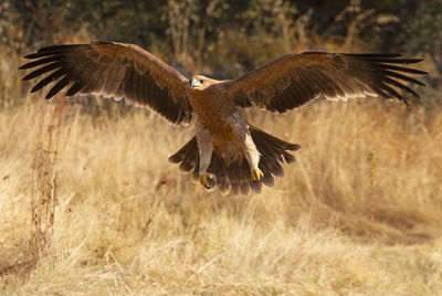 Bird flying over a field