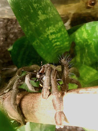 Close-up of insect on plant