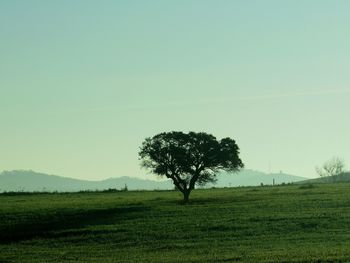 Tree on field against clear sky